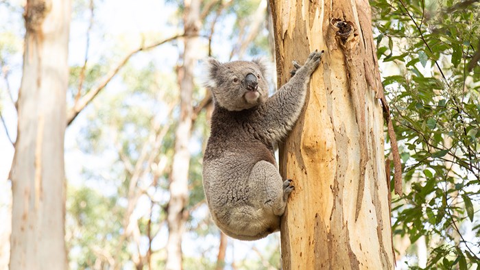 Southwestern Australia